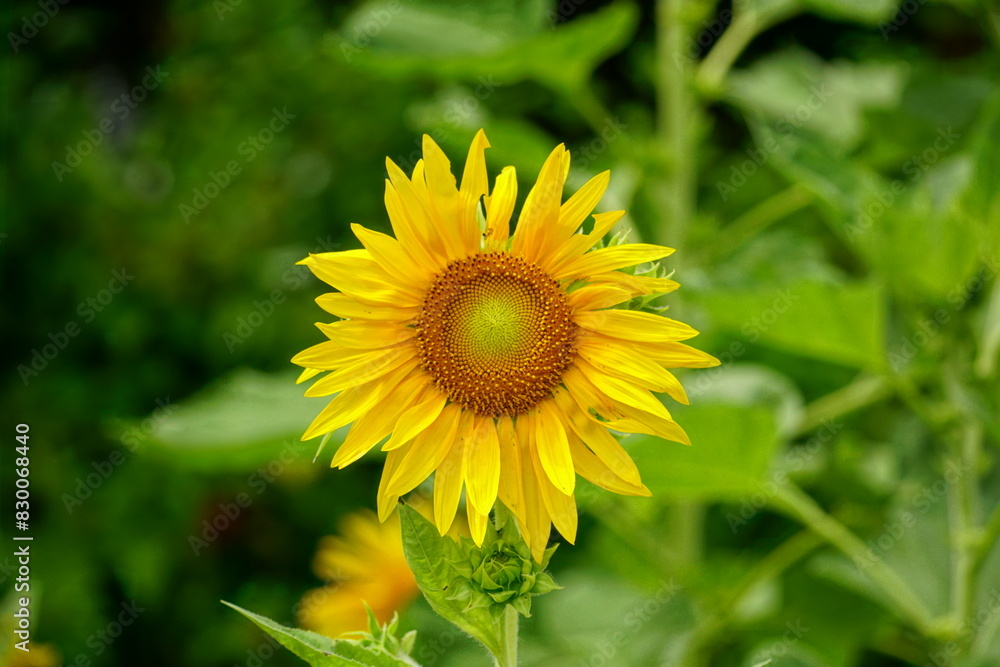 sunflower in the field sunflower in the field