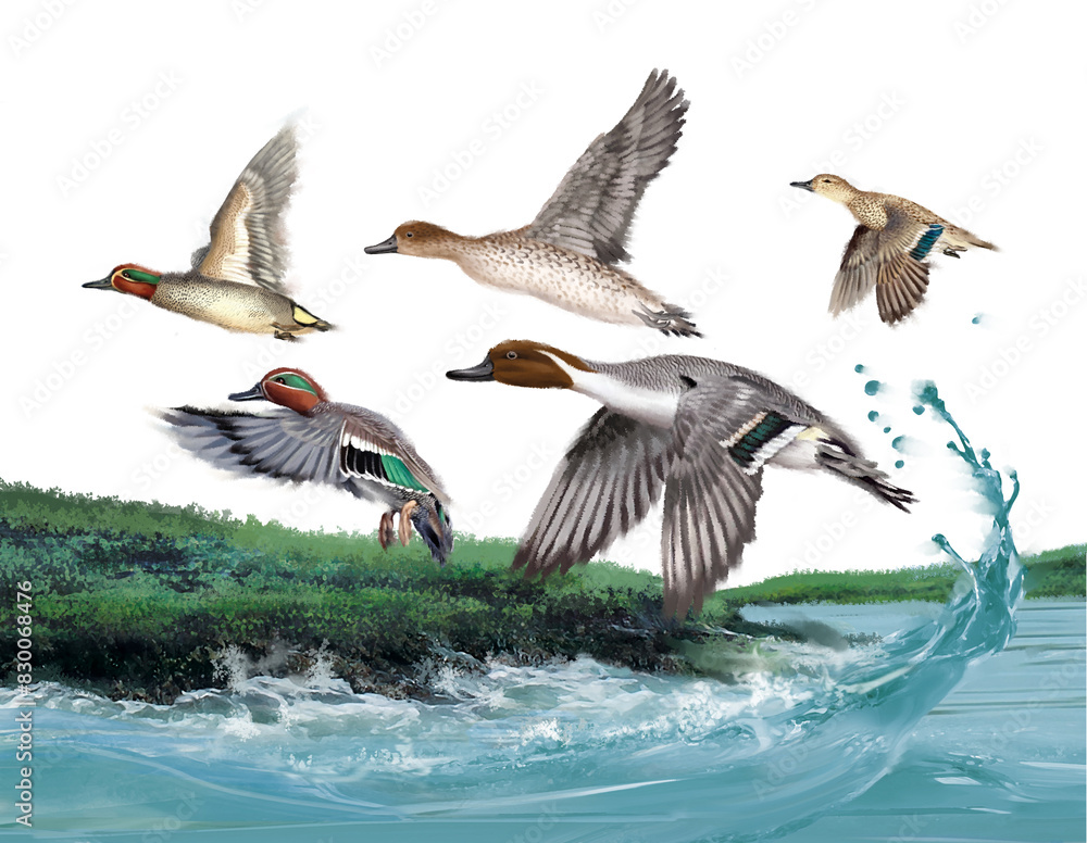 Obraz premium canard pilet, sarcelle d'hiver, vague, eau, rivière, lac, limpide, chasse, gibier, rocher, vol, oiseau, nature, sauvage, 