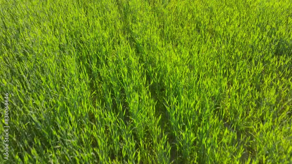 Field green travel aerial spring summer countryside wheat outdoor Field green travel aerial spring summer countryside wheat outdoor
