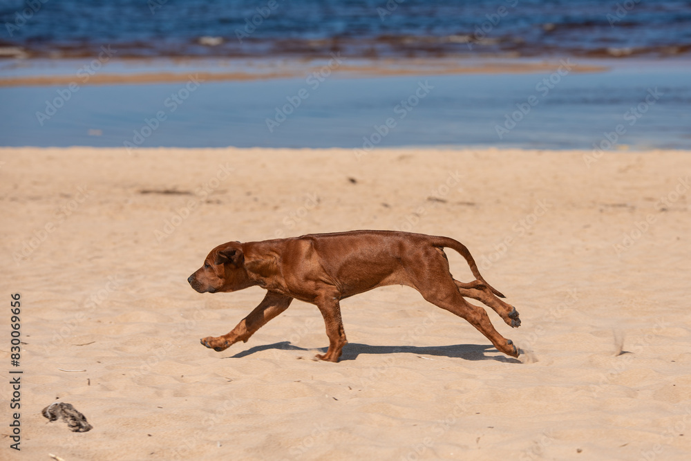 Runing rhodesiand ridgeback puppy by the seaside Runing rhodesiand ridgeback puppy by the seaside