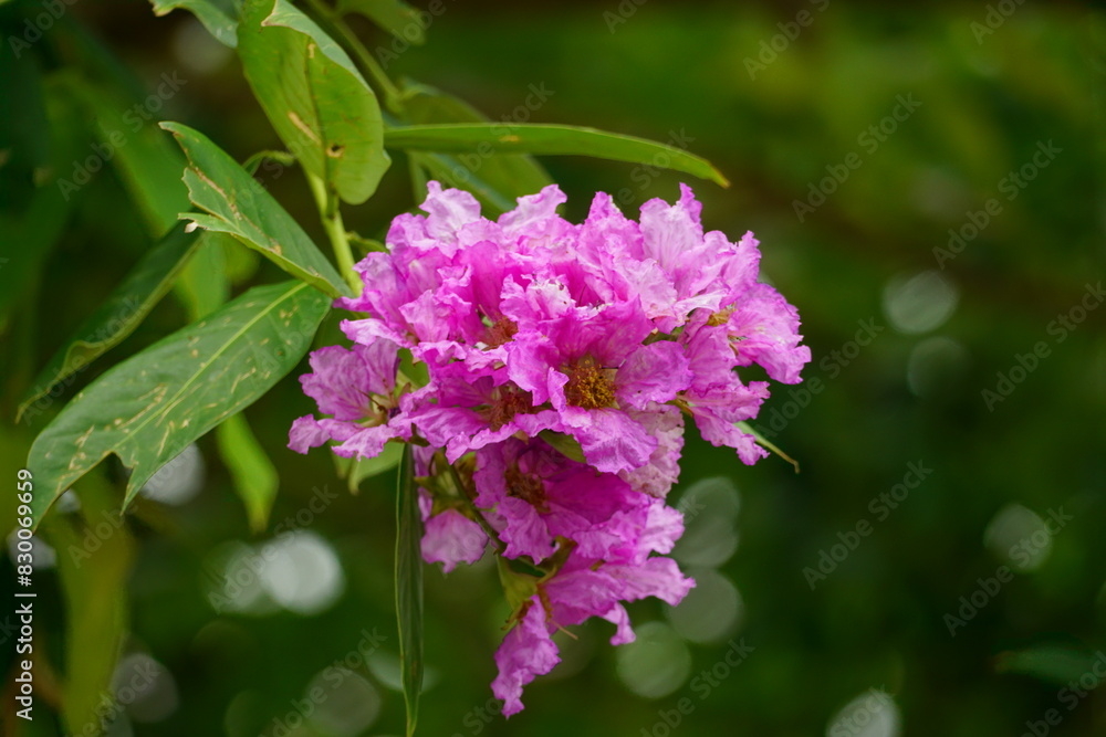 Lagerstroemia speciosa flowers bloom in summer Lagerstroemia speciosa flowers bloom in summer