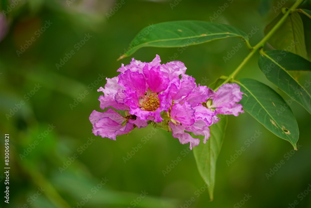 Lagerstroemia speciosa flowers bloom in summer Lagerstroemia speciosa flowers bloom in summer