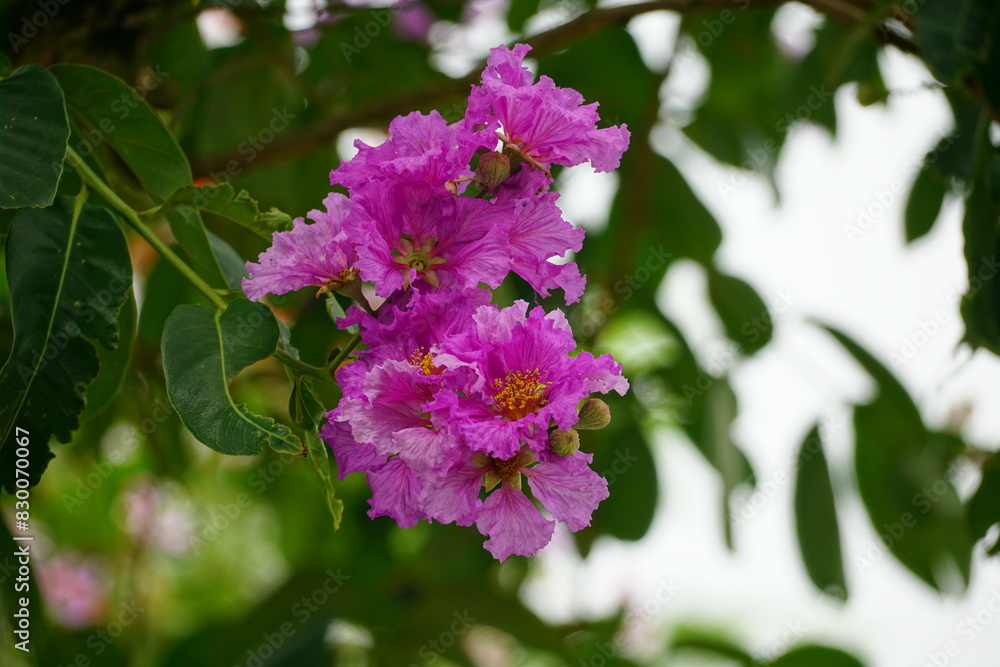 Fototapeta premium Lagerstroemia speciosa flowers bloom in summer