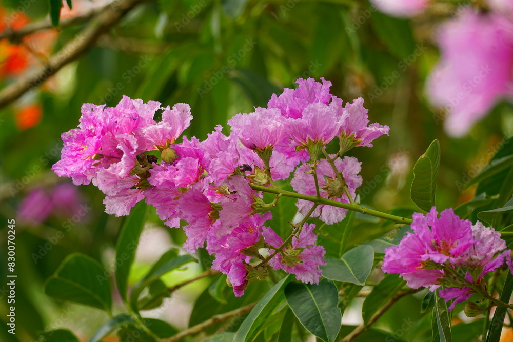 Lagerstroemia speciosa flowers bloom in summer