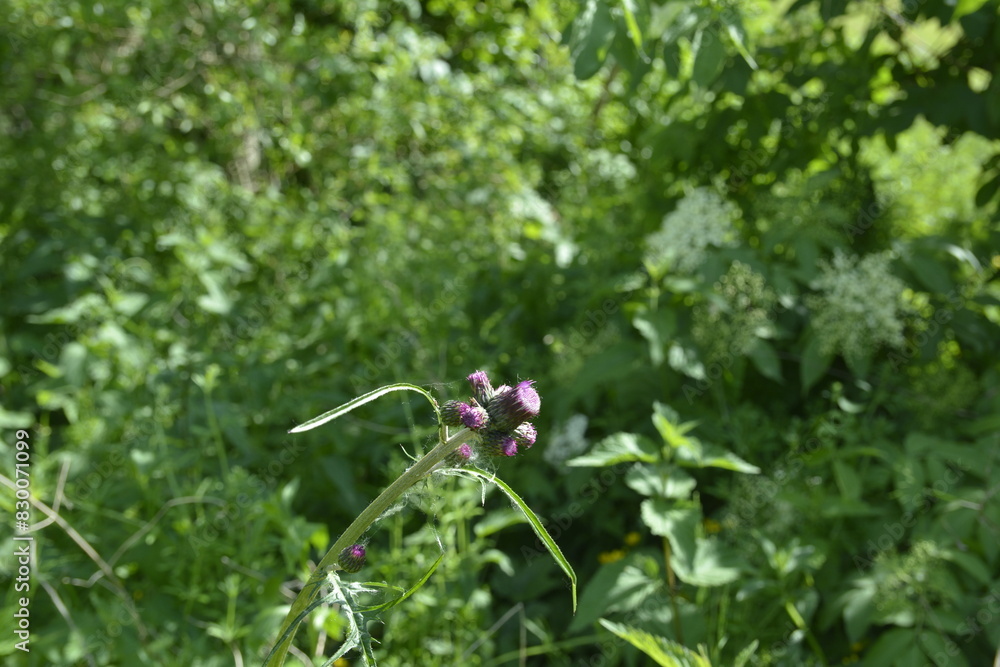 Cirsium rivulare is a species of flowering plant in the family Asteraceae. Cirsium rivulare is a species of flowering plant in the family Asteraceae.