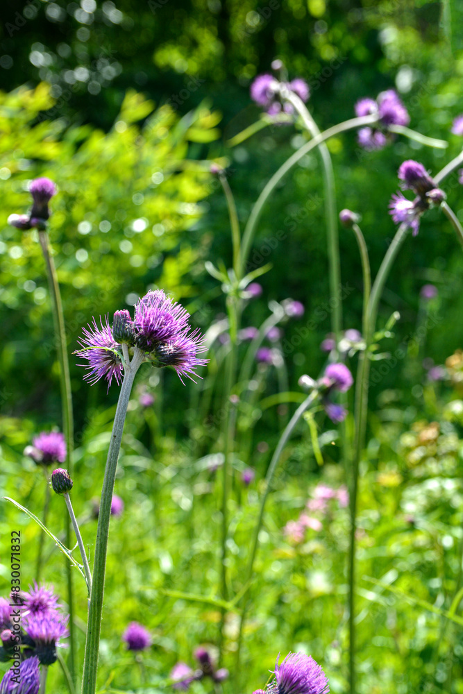 Cirsium rivulare is a species of flowering plant in the family Asteraceae. Cirsium rivulare is a species of flowering plant in the family Asteraceae.