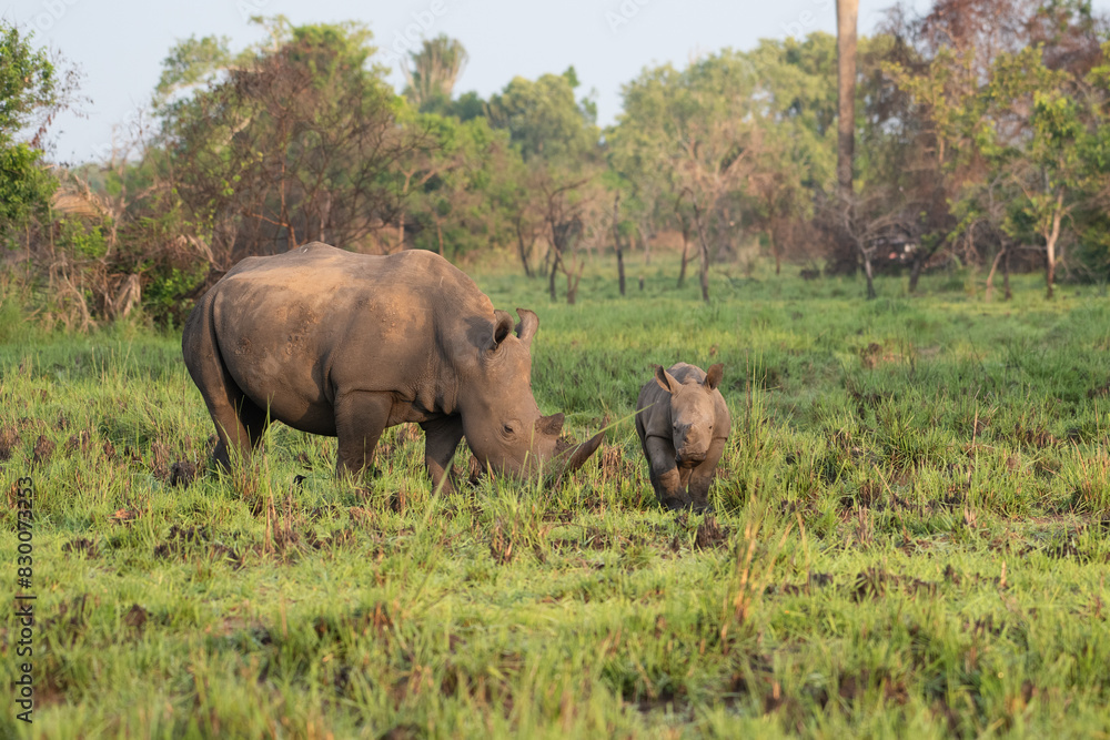 White rhinoceros (Ceratotherium simum) with calf in natural habitat, South Africa White rhinoceros (Ceratotherium simum) with calf in natural habitat, South Africa