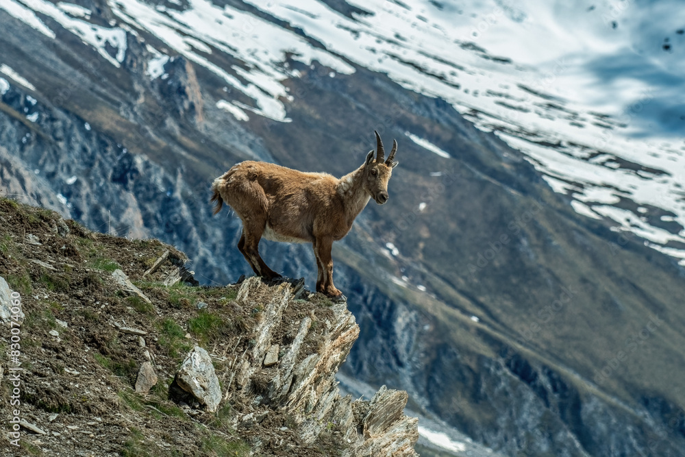 Incredible photo of an alpine ibex or wild mountain goat standing at the edge of a cliff, against snowy alpine slopes, scenic view of female ibex in its habitat. (Capra ibex, Italy).