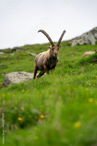 Close-up shot of a majestic mountain ibex  Capra ibex  in the wild with impressive horns and a commanding gaze. The photograph captures this magnificent animal in its natural mountain habitat.