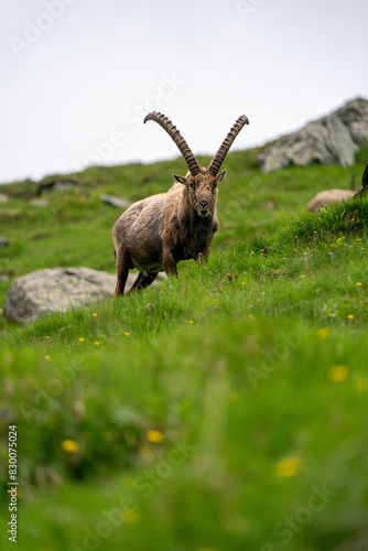 Fotografía Close-up shot of a majestic mountain ibex (Capra ibex) in the wild with impressive horns and a commanding gaze