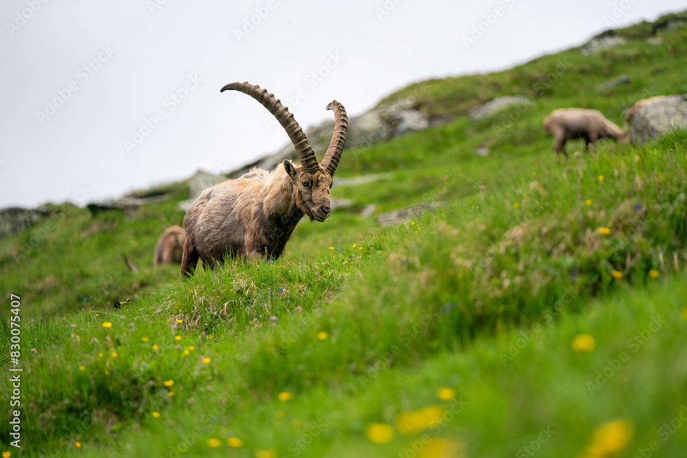 Close-up shot of a majestic mountain ibex (Capra ibex) in the wild with impressive horns and a commanding gaze. The photograph captures this magnificent animal in its natural mountain habitat. Close-up shot of a majestic mountain ibex (Capra ibex) in the wild with impressive horns and a commanding gaze. The photograph captures this magnificent animal in its natural mountain habitat.