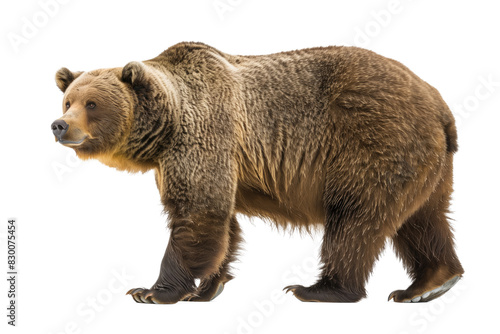 Wallpaper Mural Male Grizzly Bear Standing and Looking Isolated on White Background Torontodigital.ca