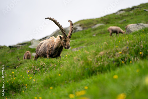 Close-up shot of a majestic mountain ibex  Capra ibex  in the wild with impressive horns and a commanding gaze. The photograph captures this magnificent animal in its natural mountain habitat.