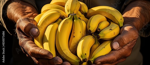 hands A middleman who buys bananas from farmers Bananas yellow photo