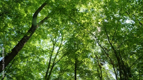 Looking up in forest, walking under trees 