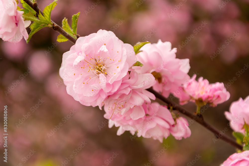 Selective focus of beautiful branches of pink sakura flowers on the tree. Selective focus of beautiful branches of pink sakura flowers on the tree.