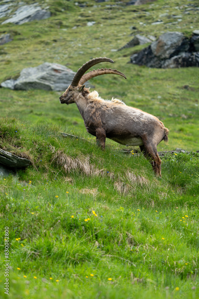 Close-up shot of a majestic mountain ibex (Capra ibex) in the wild with impressive horns and a commanding gaze. The photograph captures this magnificent animal in its natural mountain habitat. Close-up shot of a majestic mountain ibex (Capra ibex) in the wild with impressive horns and a commanding gaze. The photograph captures this magnificent animal in its natural mountain habitat.