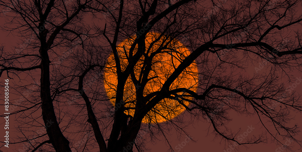 Silhouette of barren lone tree with amazing sunset Silhouette of barren lone tree with amazing sunset