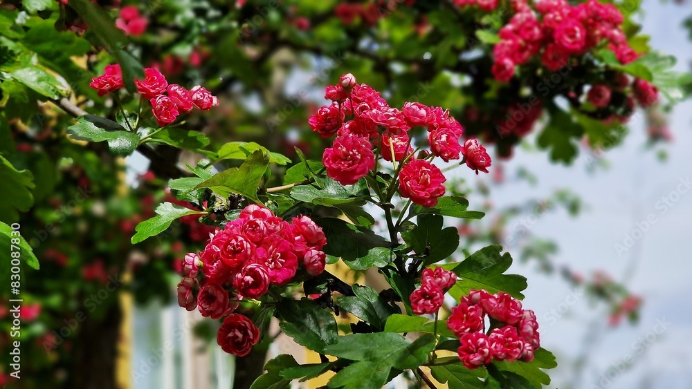 Tree branches with carmine-red flowers of Paul's Scarlet Hawthorn or Crataegus Laevigata. Tree branches with carmine-red flowers of Paul's Scarlet Hawthorn or Crataegus Laevigata.