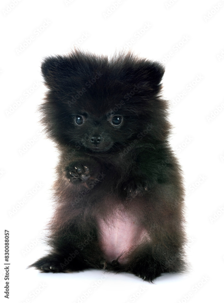 puppy pomeranian in studio puppy pomeranian in studio