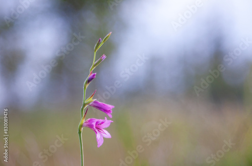 Colorato e selvatico fiore di campo, gladiolo palustre, Gladiolus Palustris. 