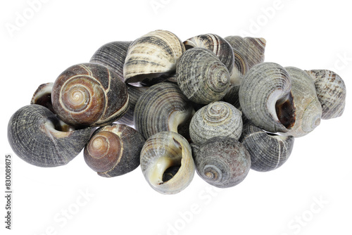 common periwinkles (Littorina littorea) from the Wadden Sea in Cuxhaven, Germany isolated on white background photo