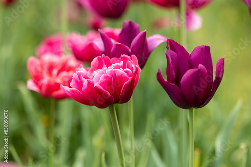 Close view of red tulips against a blurred background of green plants