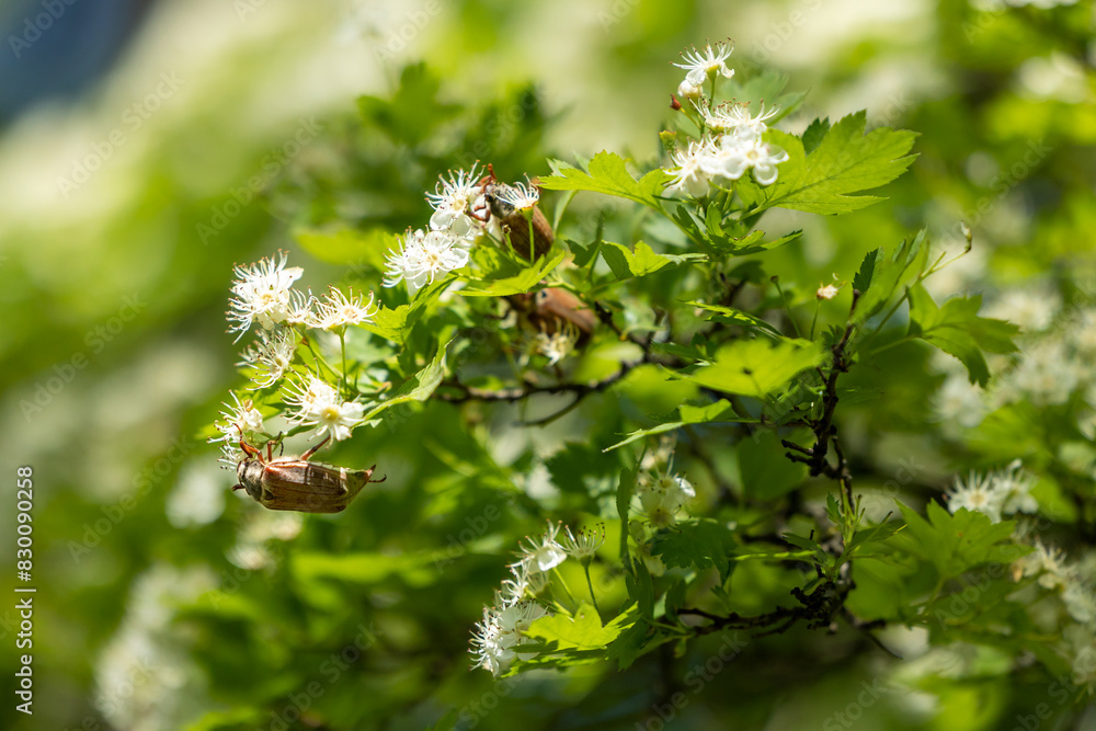 Close view of cockchafers on a tree branch Close view of cockchafers on a tree branch