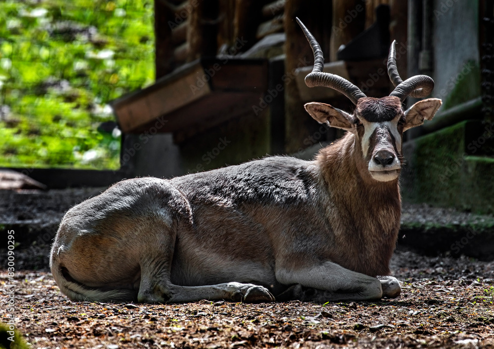 Addax antelope on the ground - Addax nasomaculatus Addax antelope on the ground - Addax nasomaculatus