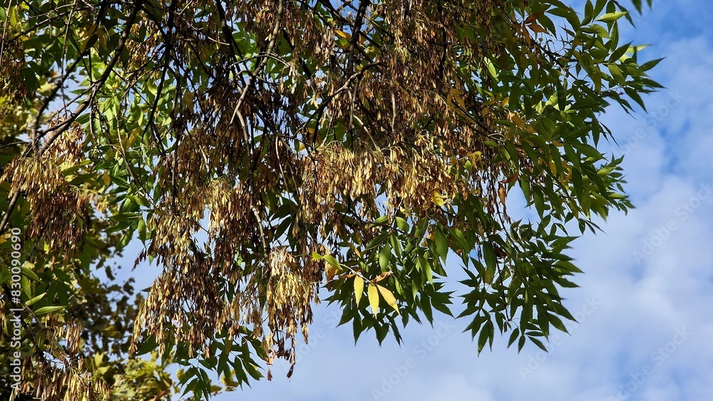 Tree branches with green leaves and seeds of Fraxinus excelsior, known as the ash, or European ash. Tree branches with green leaves and seeds of Fraxinus excelsior, known as the ash, or European ash.