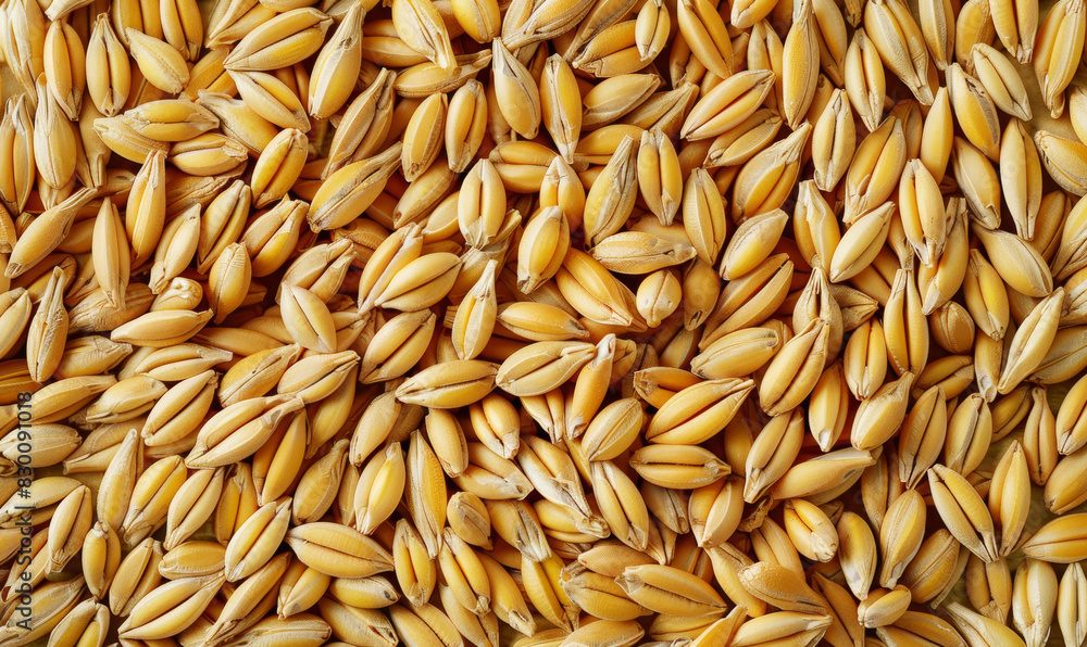 Cereals background top view wheat, rye grain. Vegetarian menu, vegan restaurant menu, vegan banner, flat lay style. Healthy detox vitamin texture, vegetarian food close up, copy space. Cereals background top view wheat, rye grain. Vegetarian menu, vegan restaurant menu, vegan banner, flat lay style. Healthy detox vitamin texture, vegetarian food close up, copy space.