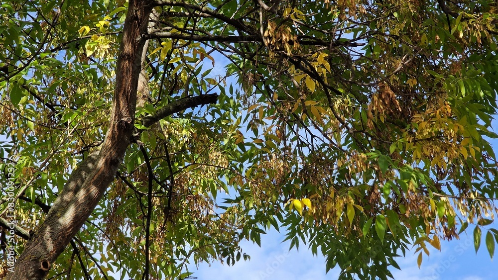Tree branches with green leaves and seeds of Fraxinus excelsior, known as the ash, or European ash. Tree branches with green leaves and seeds of Fraxinus excelsior, known as the ash, or European ash.