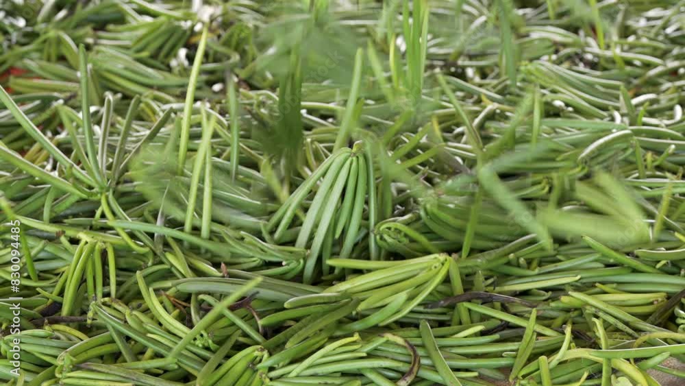 Madagascar vanilla bean harvest, pods or fruits falling in slow motion Madagascar vanilla bean harvest, pods or fruits falling in slow motion