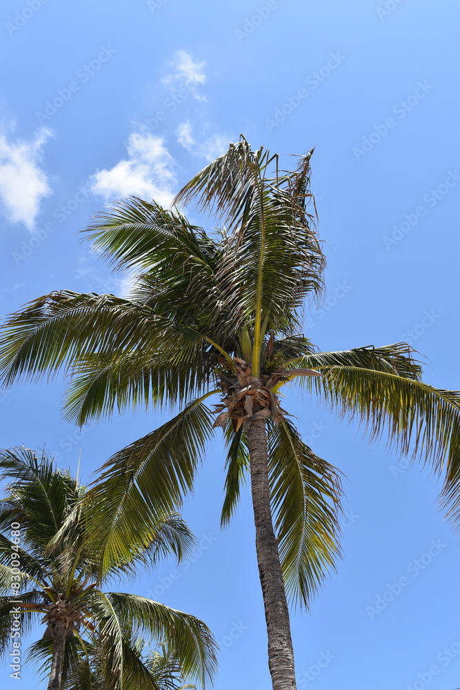 palm tree on sky palm tree on sky