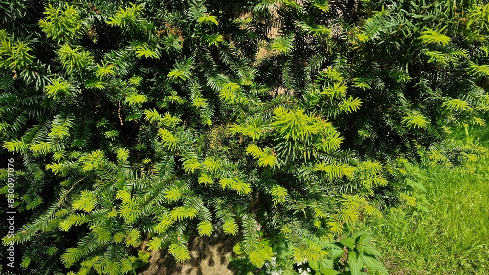 Taxus x media. It is a conifer, created by the hybridization of English yew Taxus baccata and Japanese yew Taxus cuspidata. Taxus x media. It is a conifer, created by the hybridization of English yew Taxus baccata and Japanese yew Taxus cuspidata.