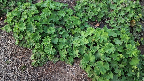 Lady's Mantle or Alchemilla mollis plants, growing in the garden. photo