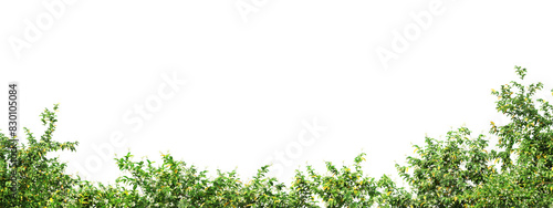 3D Render Foreground Ivy With Flowers On Transparent Background © jomphon