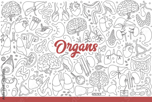 Human organs to study anatomy and physiology or identify causes of health problems. Internal organs of people for visual aid for students studying medicine to work as doctors. Hand drawn doodle
