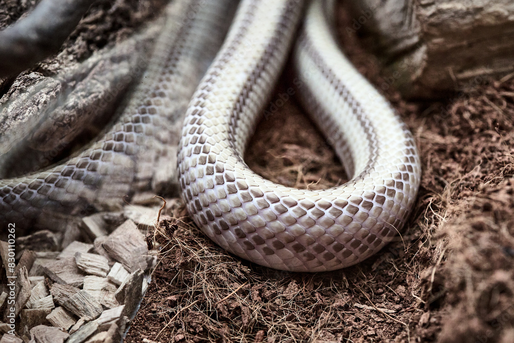 Fototapeta premium Gros plan courbe de serpent