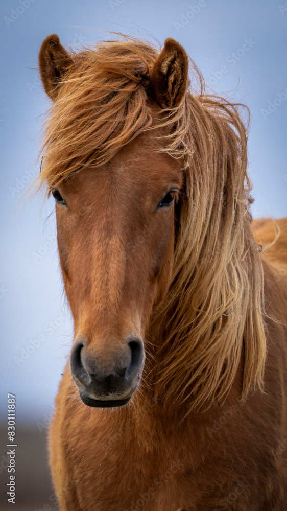 Islandpferd - Isländer - Islandpony Islandpferd - Isländer - Islandpony