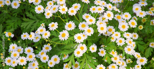 Natural background of chamomile flowers photo