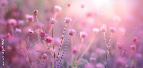 pink wildflowers, summer and spring flower grass field, wildflower field  © QuietWord