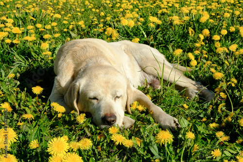 Portrait of tired old yellow labrador retriever sleeping on the grass among the blooming dandelions on a sunny summer day. Getting old in dogs.