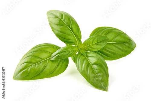 Sweet basil herb leaves, close-up, isolated on white background. Fresh Genovese basil photo