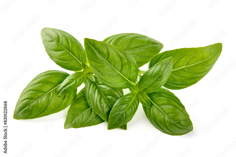 Sweet basil herb leaves, close-up, isolated on white background. Fresh Genovese basil Sweet basil herb leaves, close-up, isolated on white background. Fresh Genovese basil