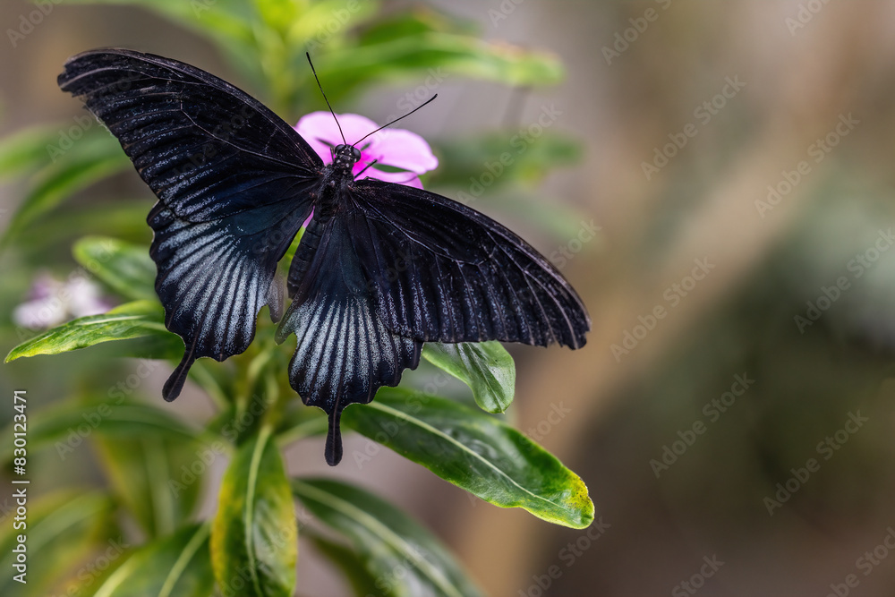 Fototapeta premium Black-winged butterfly resting on a pink flower. Horizontally.