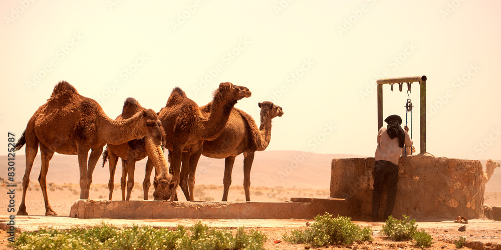 Berber watering dromedaries in southern Morocco