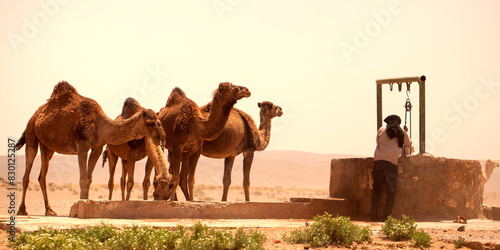 Obraz na płótnie Berber watering dromedaries in southern Morocco w salonie