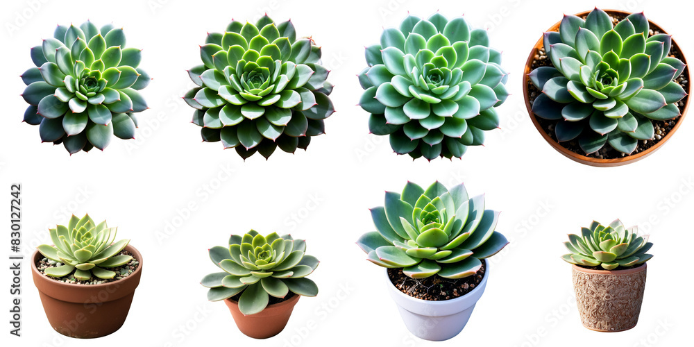 A collection of a variety of succulents in various stages, PNG with transparent background, AI A collection of a variety of succulents in various stages, PNG with transparent background, AI