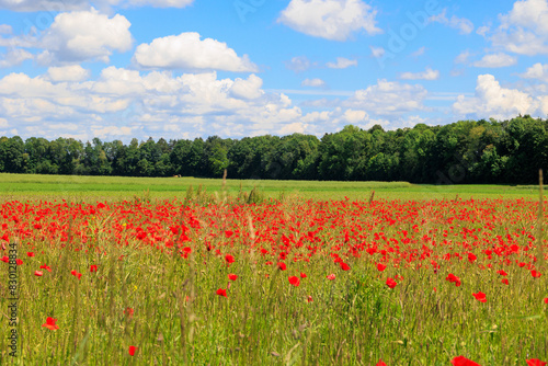 Red poppy flowers bloom between grasses at the edge of a road